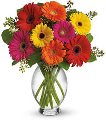 Teleflora's Gerbera Brights from Victor Mathis Florist in Louisville, KY